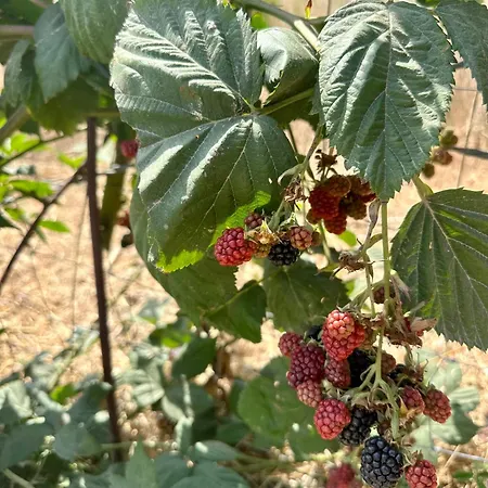 Casal Do Pequeno Tatil Evi