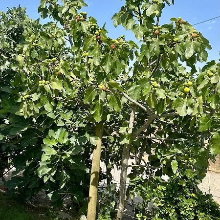 Tatil Evi Casal Do Pequeno Alcobaça