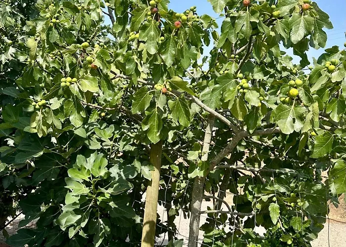 Casa de Férias Casal Do Pequeno Alcobaça